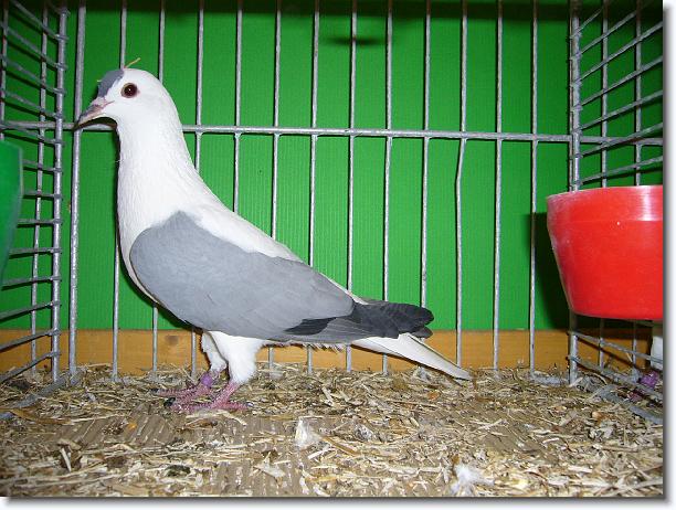 Nächstes Bild